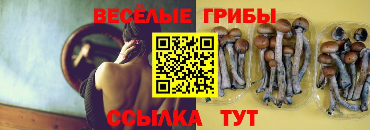 Галлюциногенные грибы Psilocybe Северск